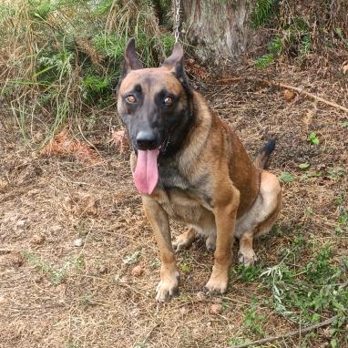 七星关区小鲁犬舍宠物店