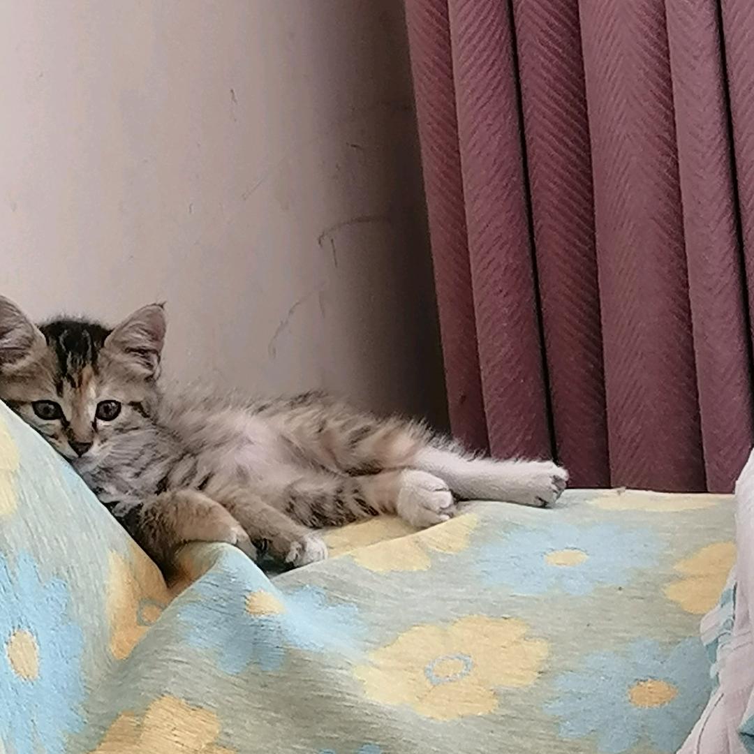 江湖谣