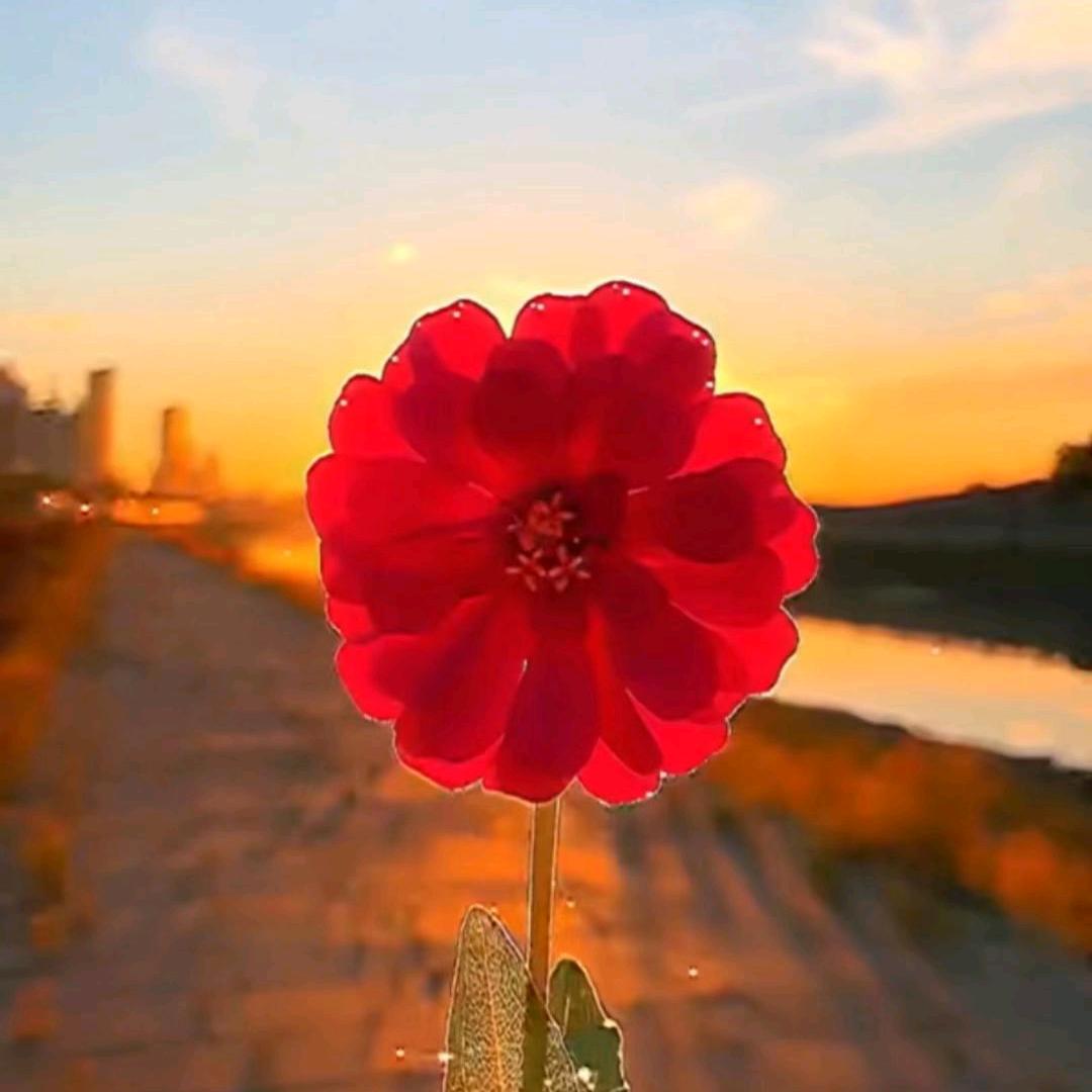 淡如菊