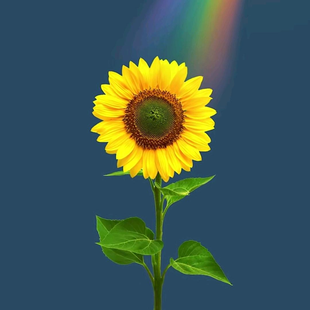 C  c