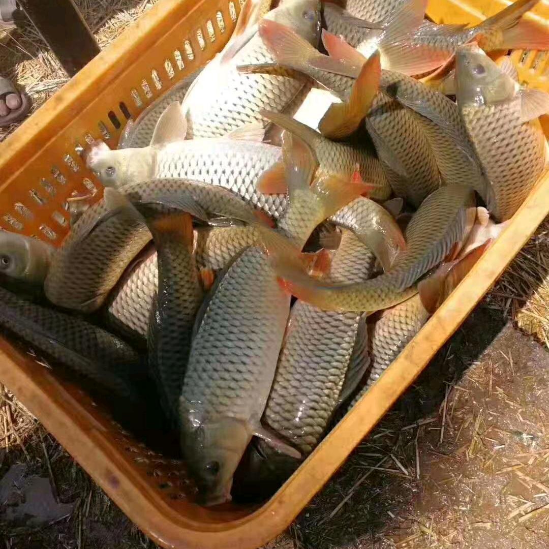 孙传利水产中介