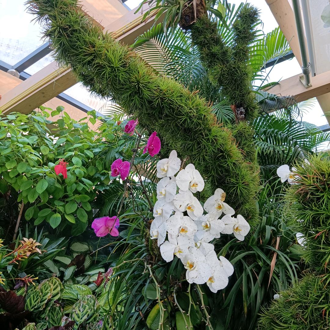 平哥