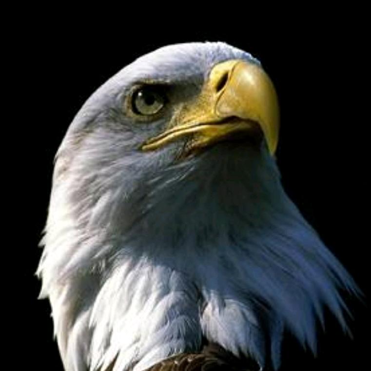 猎影（记录身边的风景）