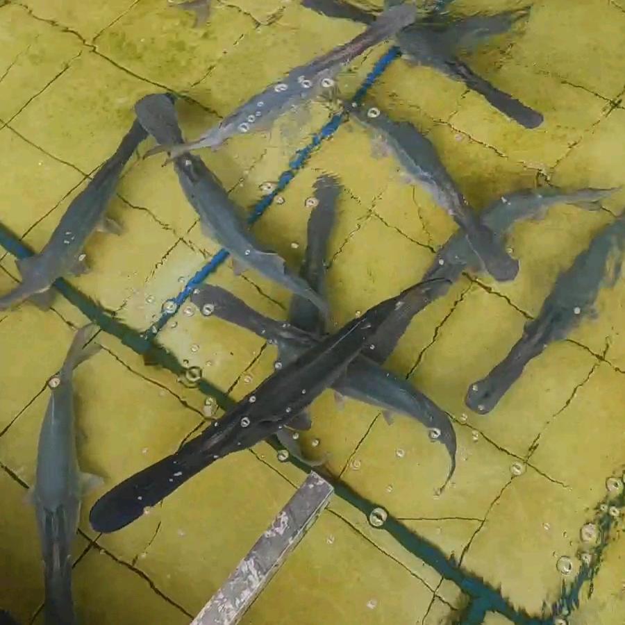 佛山市南海区梁樵水产经营部
