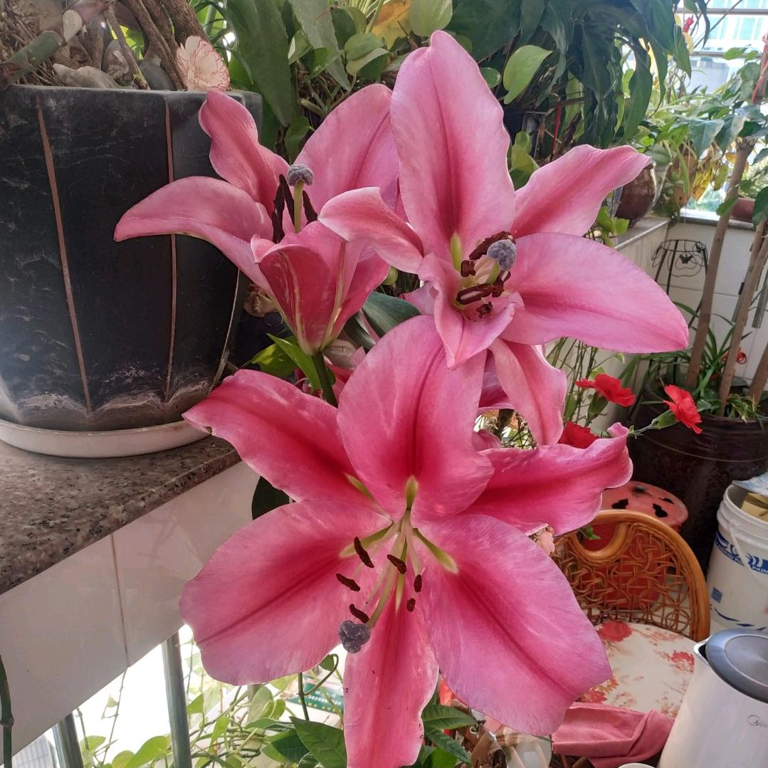 百合好物优选