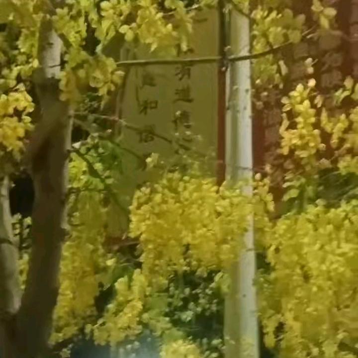 云南哈呢民族