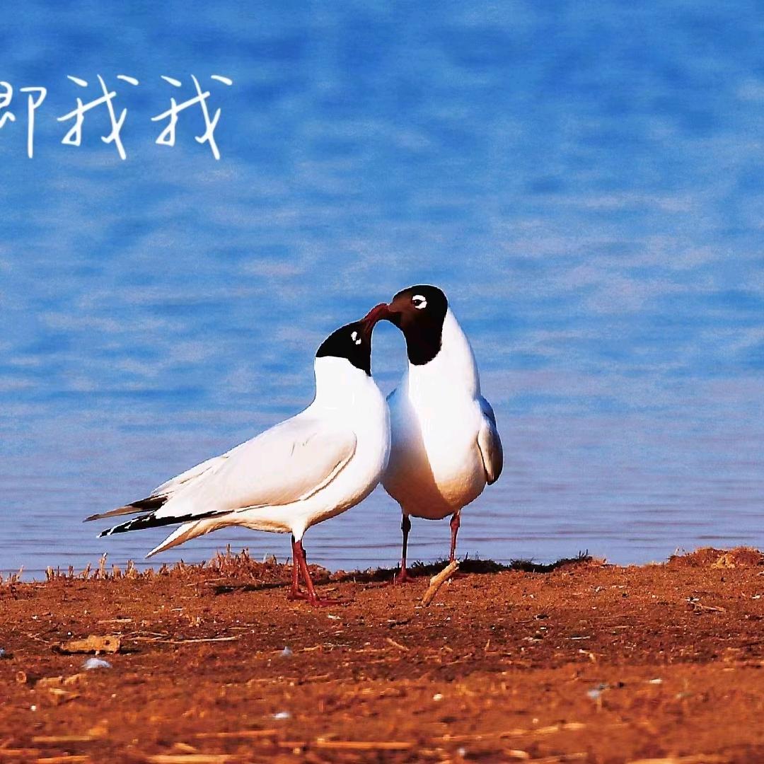 暖日，阿勒图，巴特星星之火