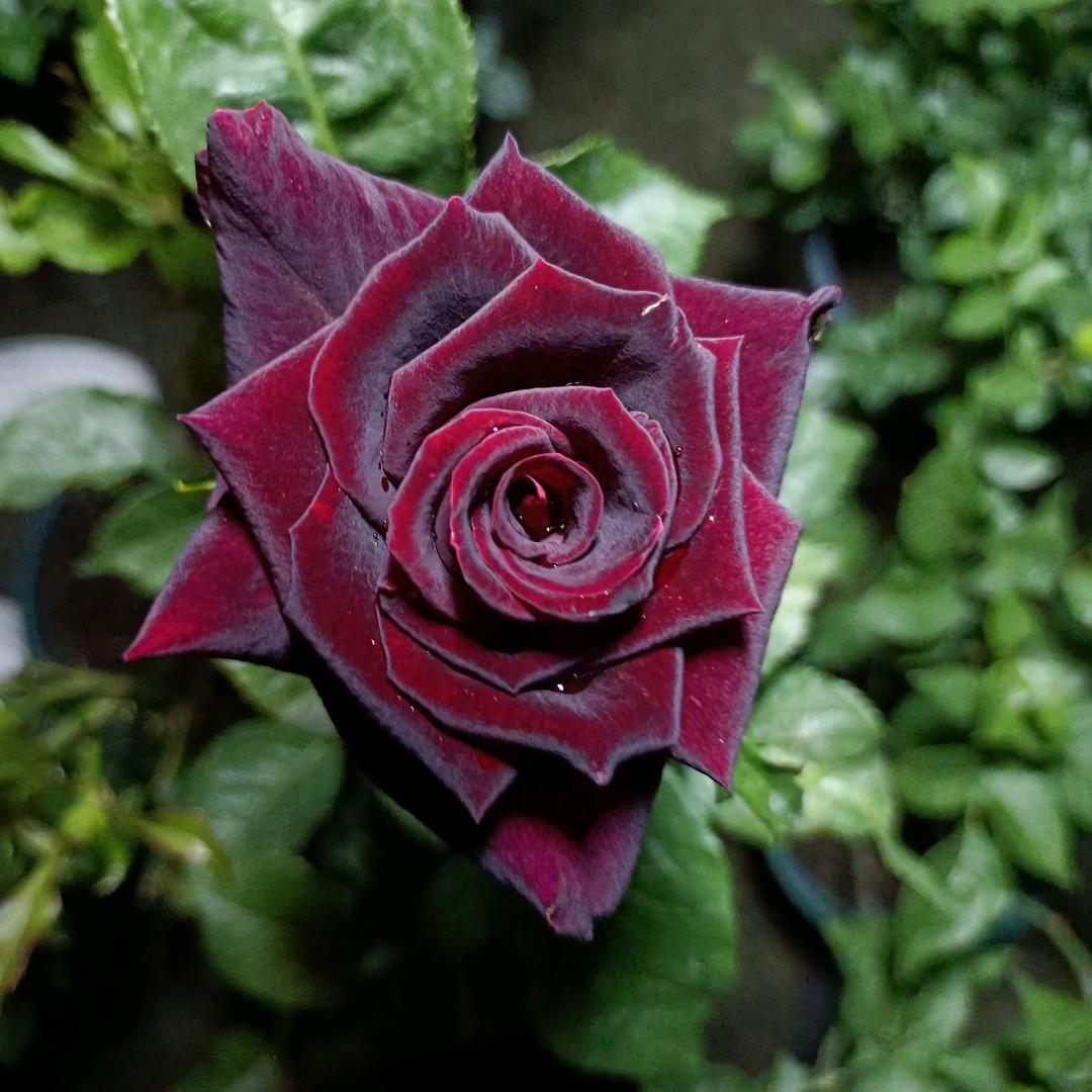 与花为伴♥岁月生香