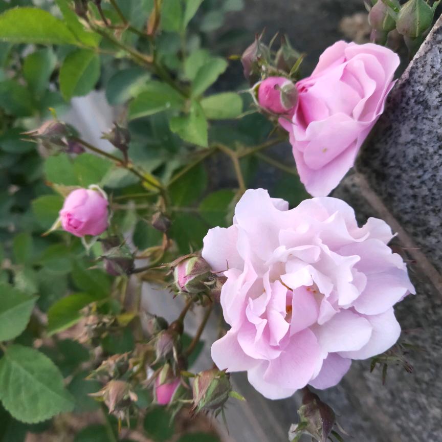 老妖头像