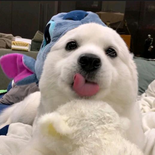 黑尾酱（收玲玲/大妈版）