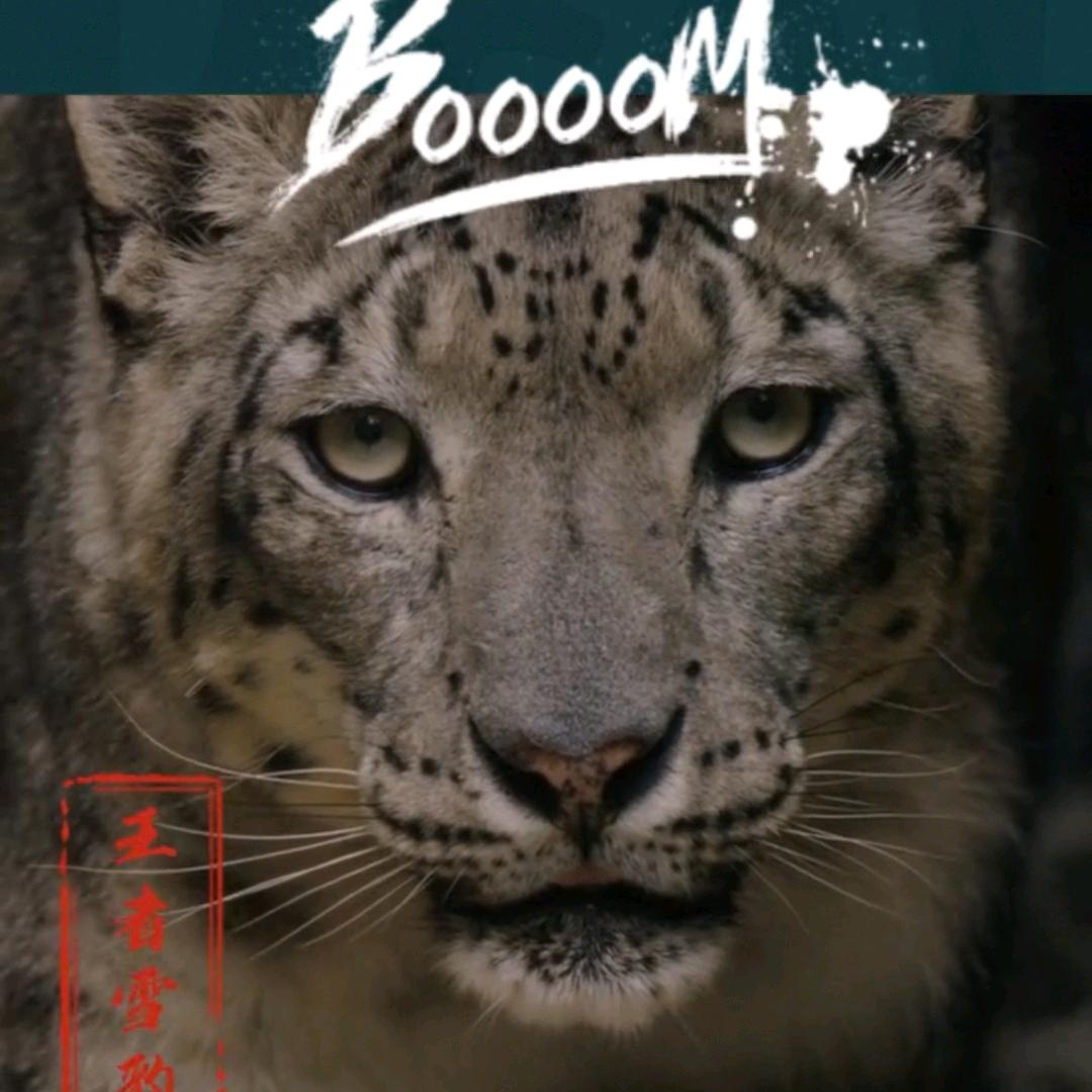 魔笛⚽️⚽️⚽️