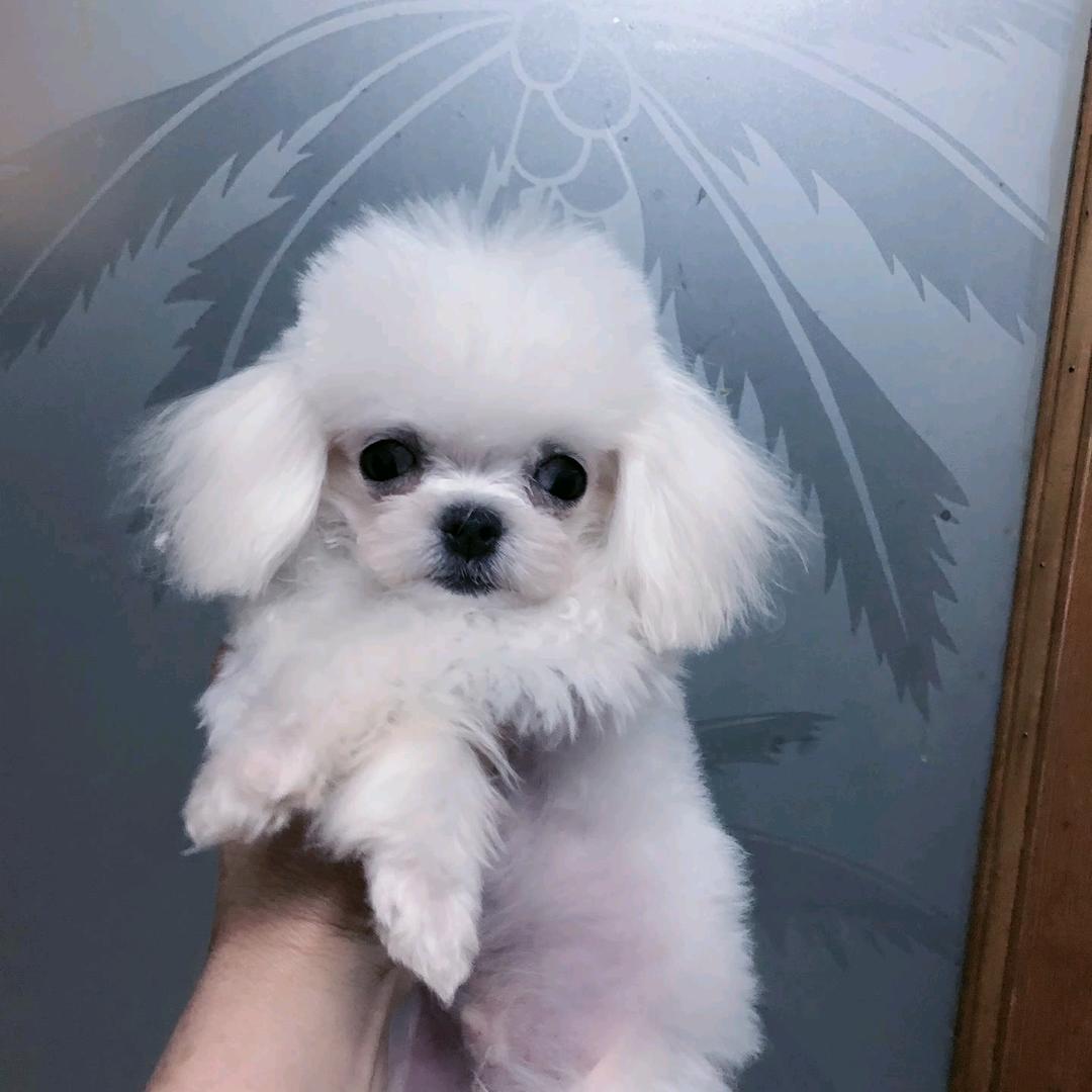 雨龙哥