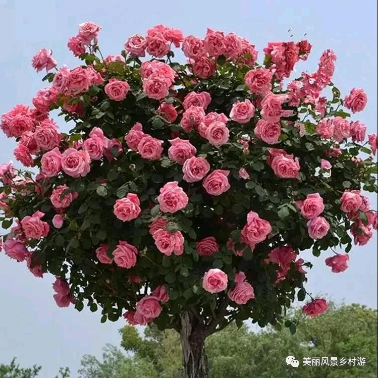开心就好‘戴三