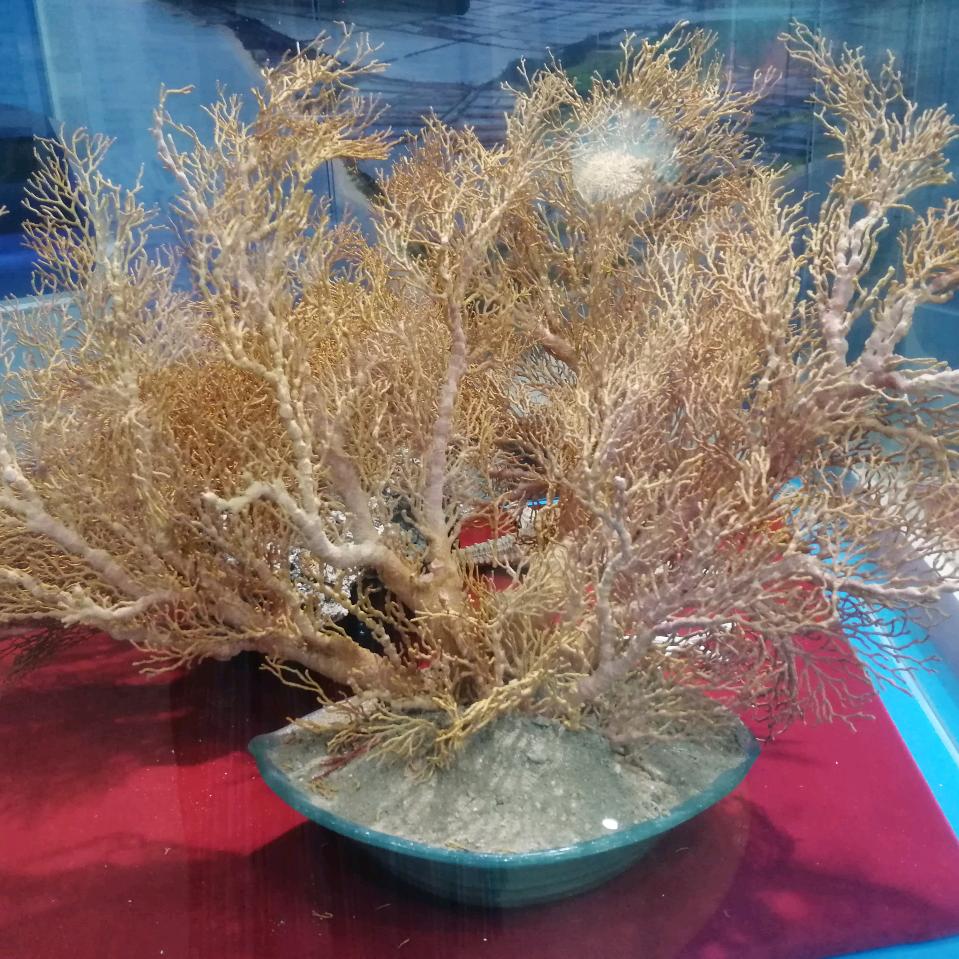 心心海