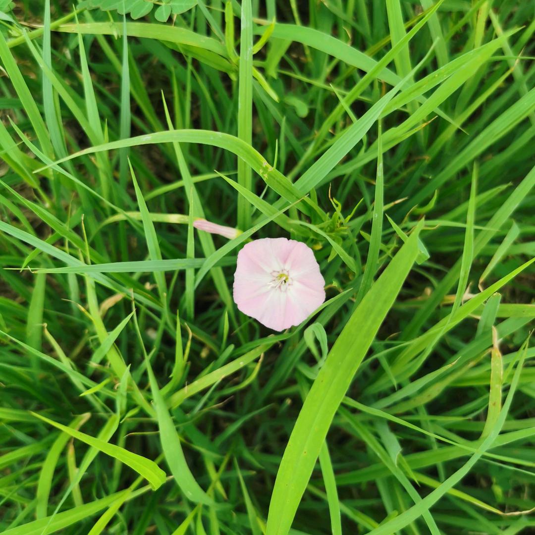 香芷