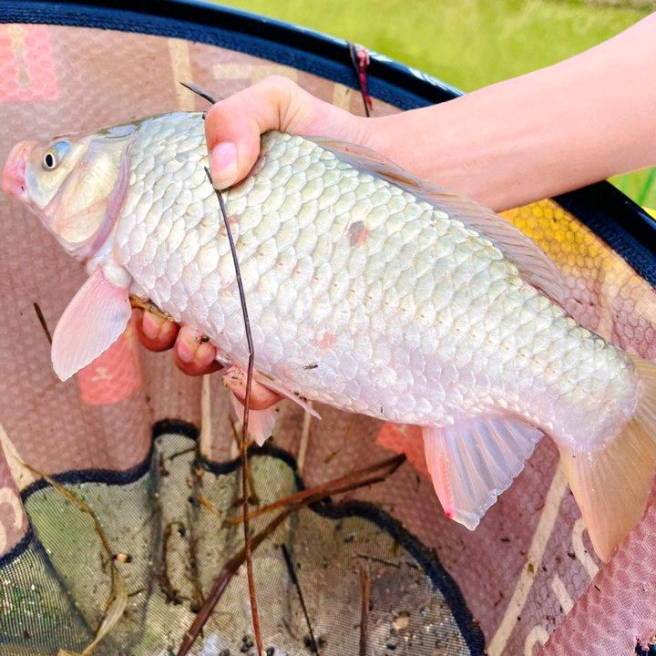 🎣天哥野钓