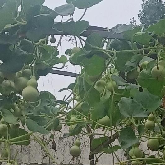 清淡养生