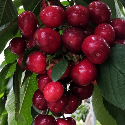 小地主大樱桃庄园