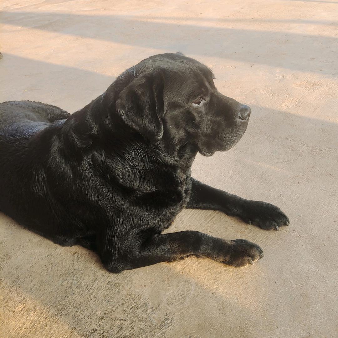 米莱拉布拉多犬舍