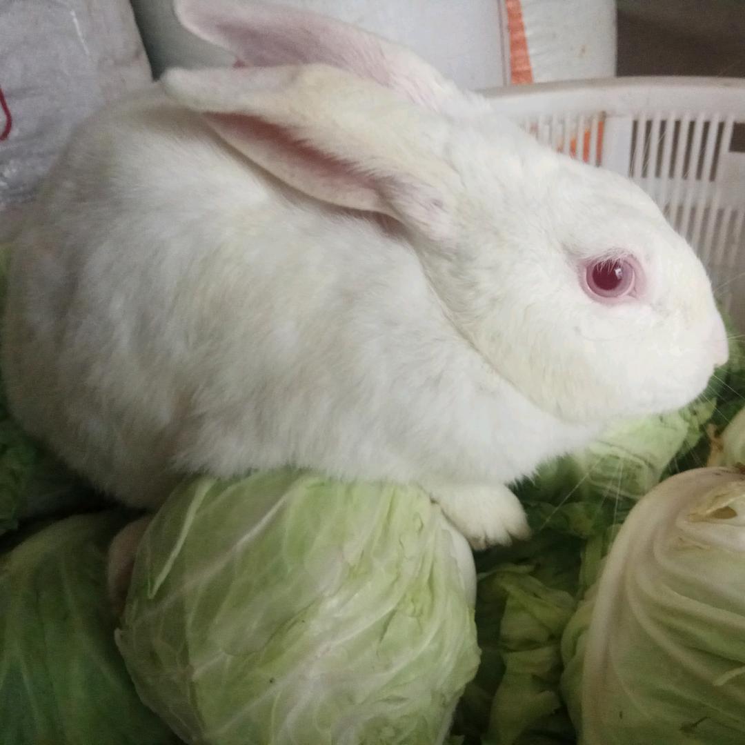 兔子养殖