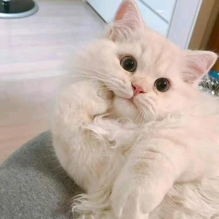 ☀﹡