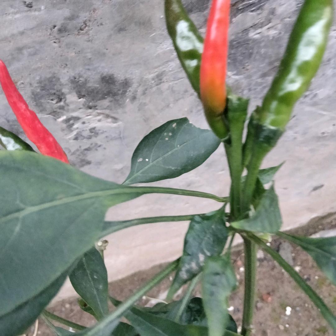 封心锁爱
