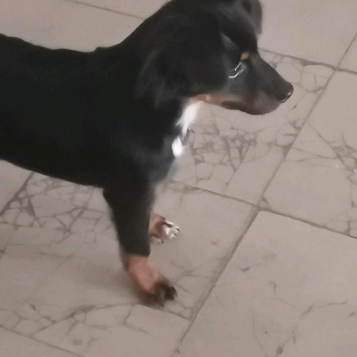 顺心