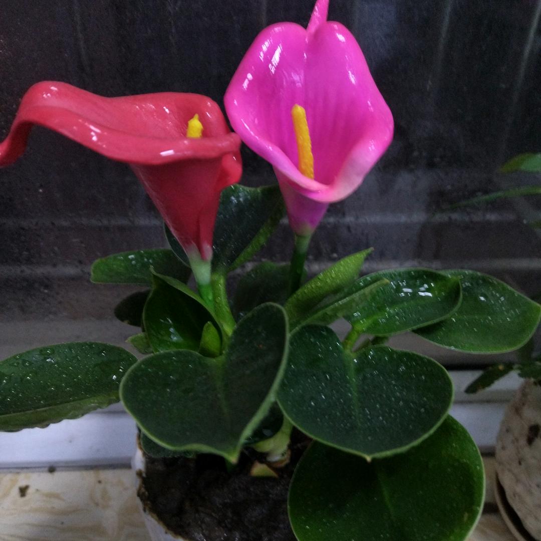 ✪ω✪烈酒*^o^*敬余生|･ω･｀)