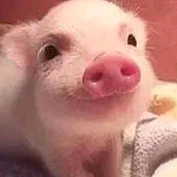 小🐷说话