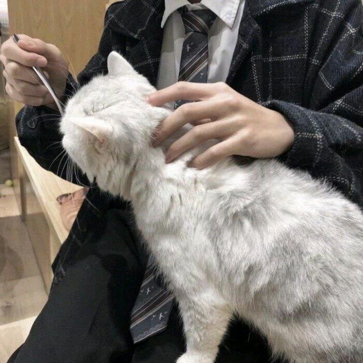 宸宸