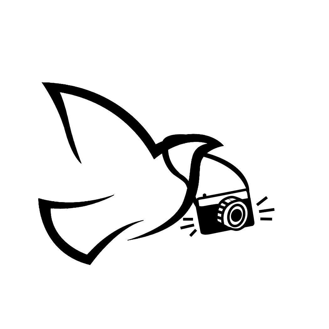 白鸽永不鸽📸（青岛女摄）