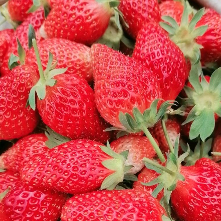 徐望草莓采摘园