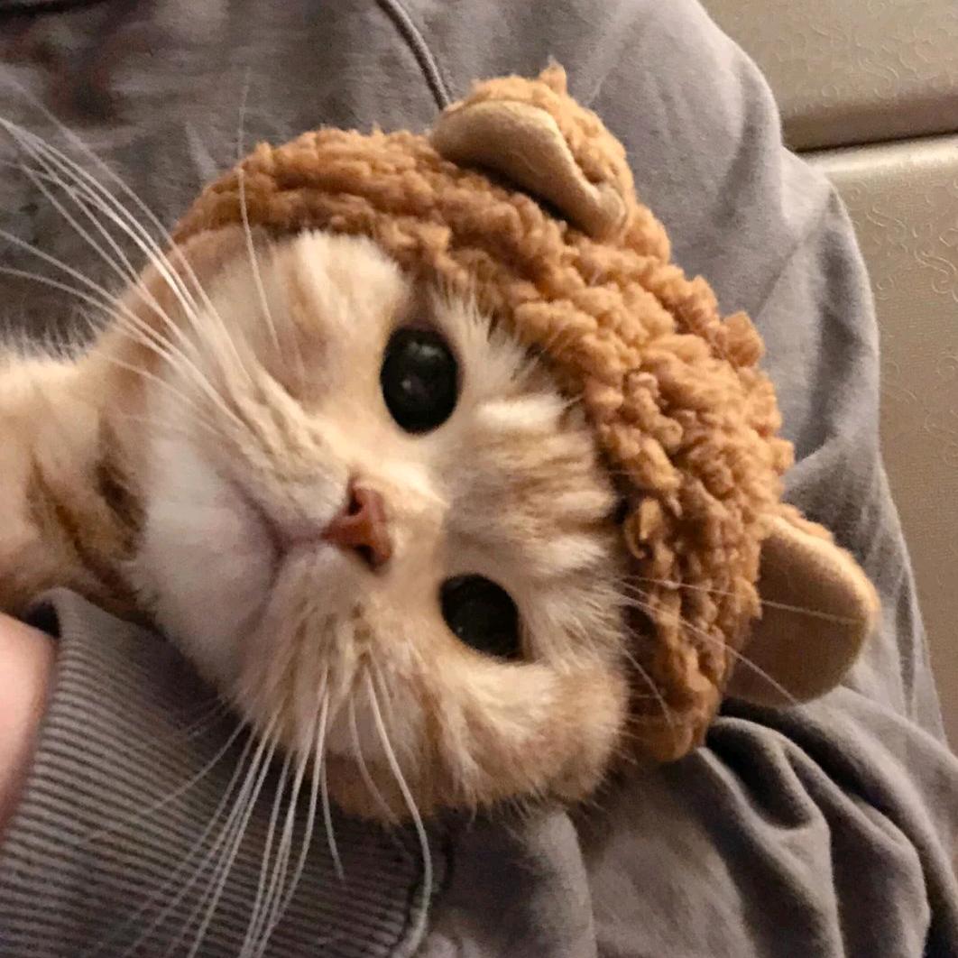 橘猫追剧