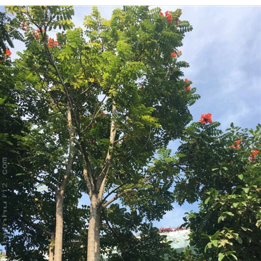 紫煊