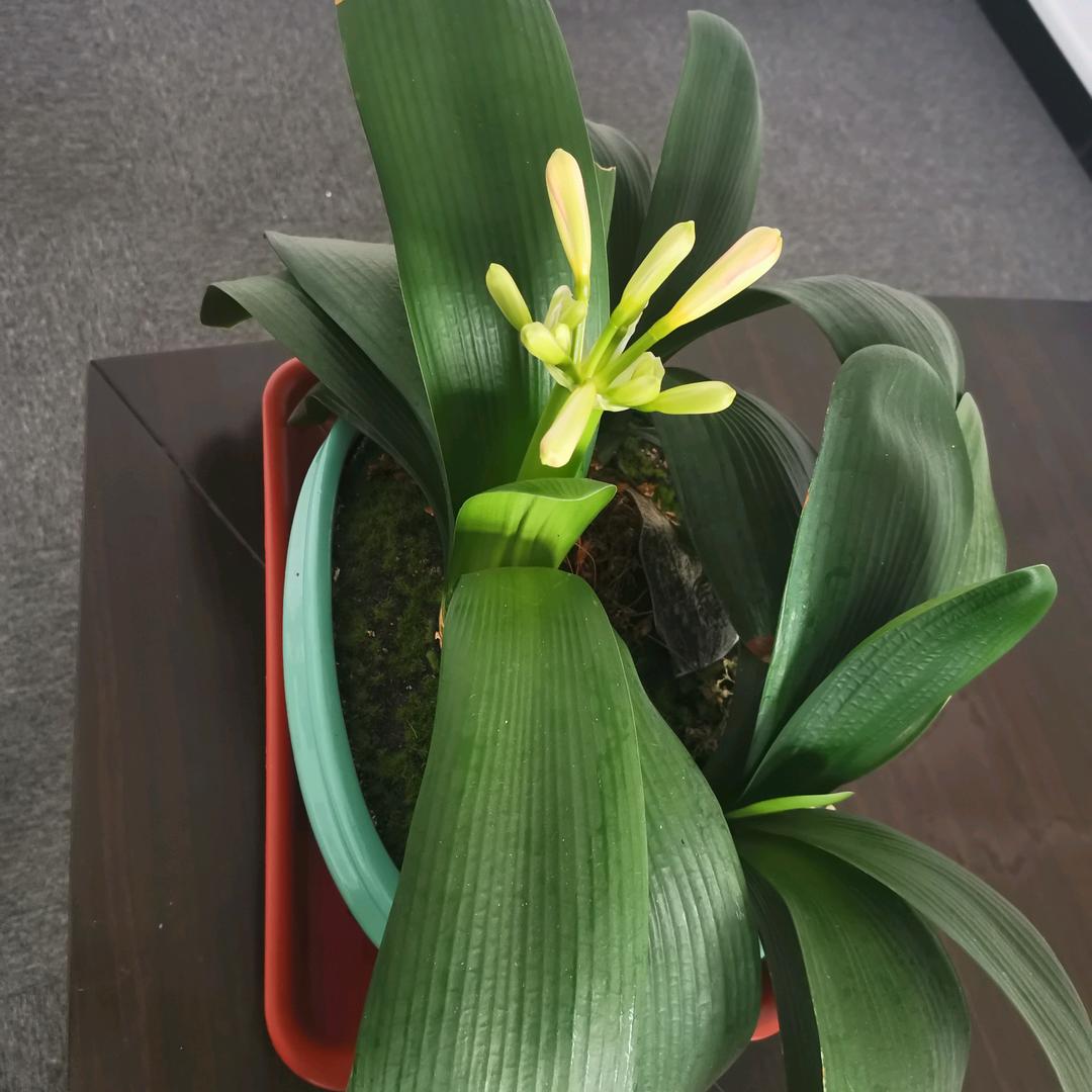 煷@哥