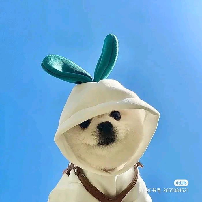 房产姐妹