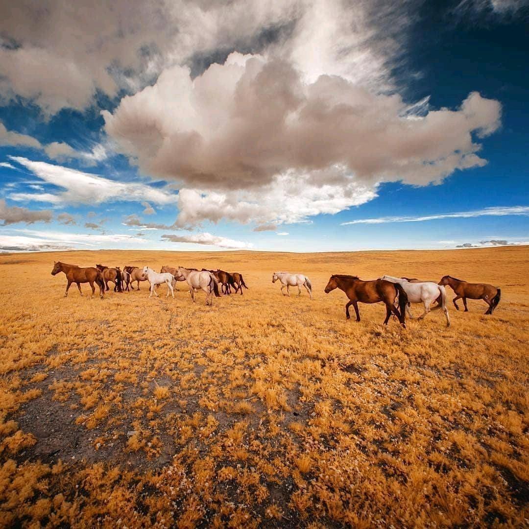 mongolia