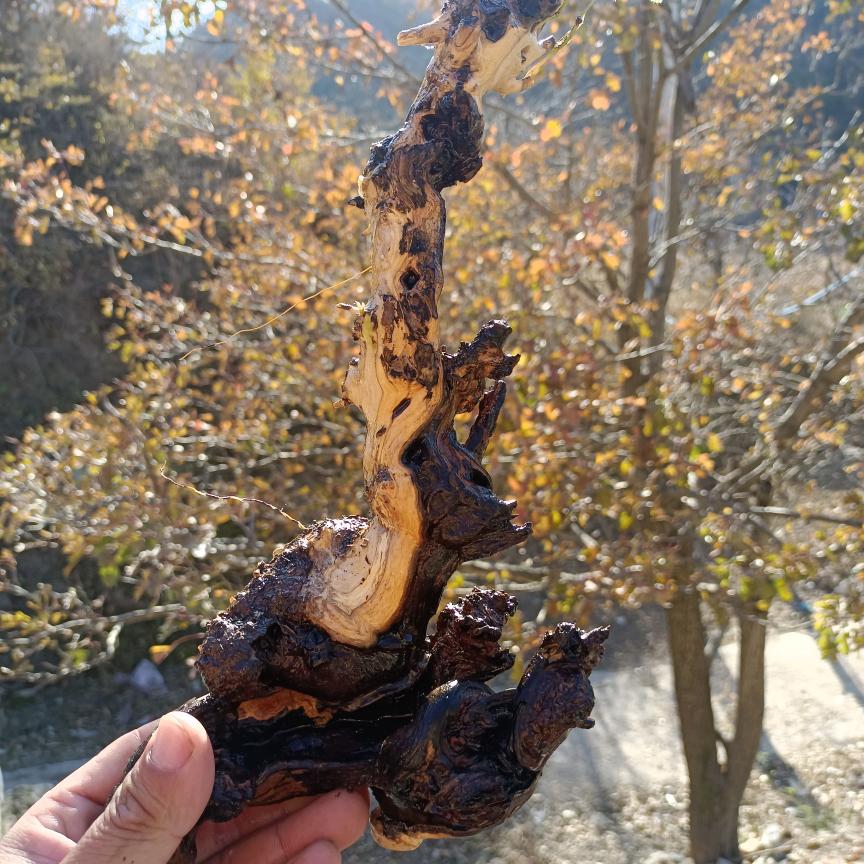 鑫旺园艺盆景