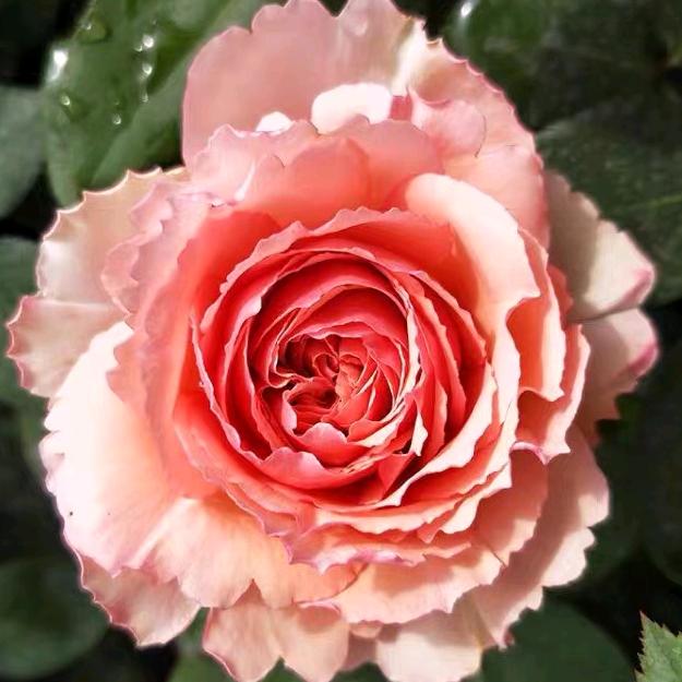 高密市温馨花卉