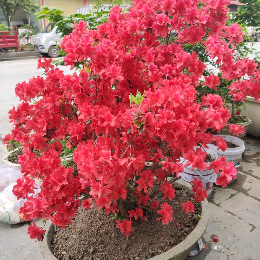 小刘