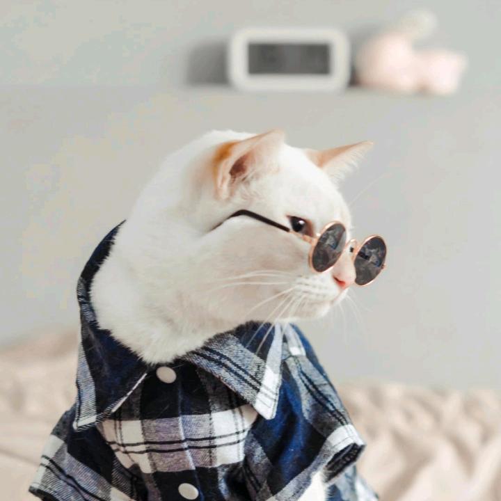 蒿草塘的糖铺子