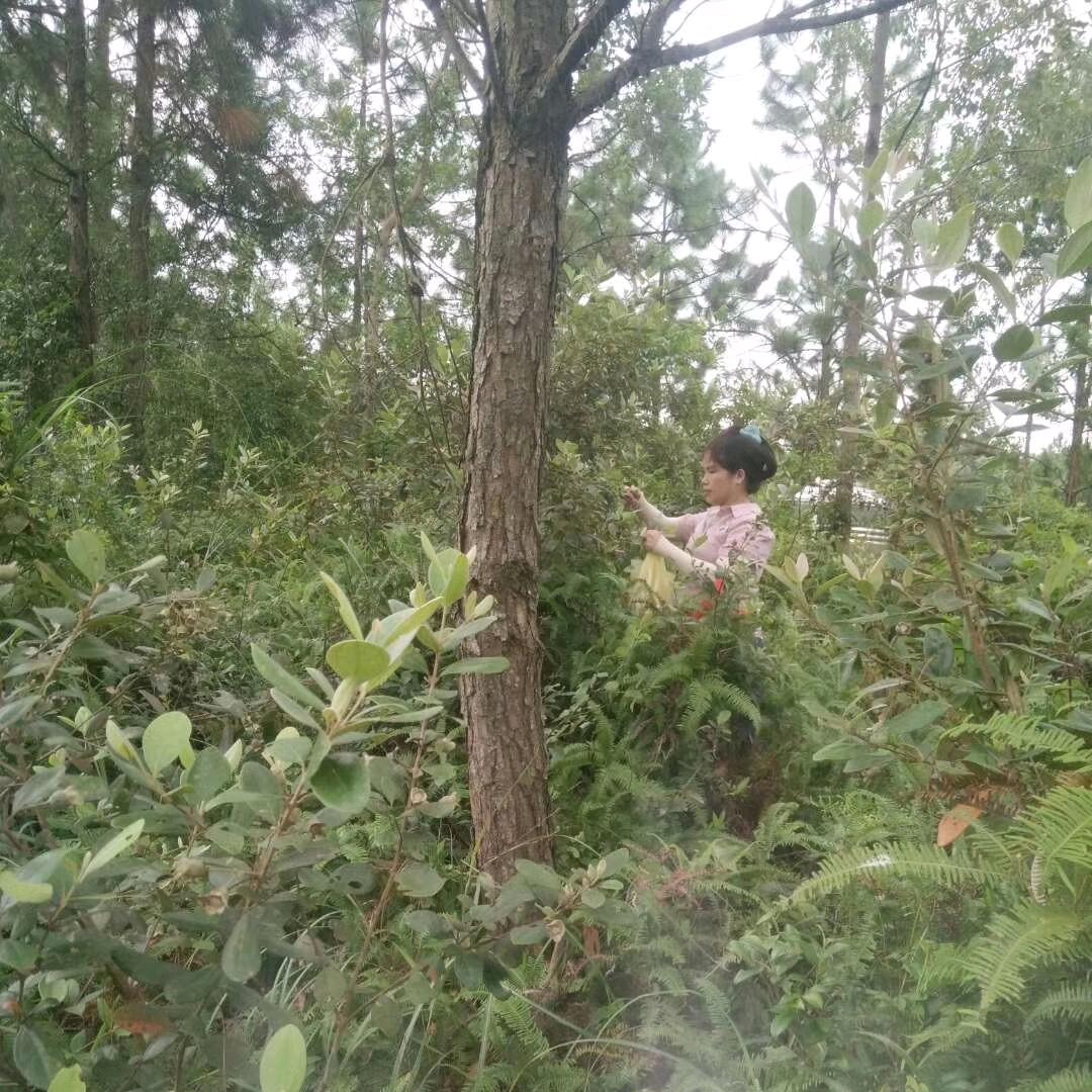 黃家细女