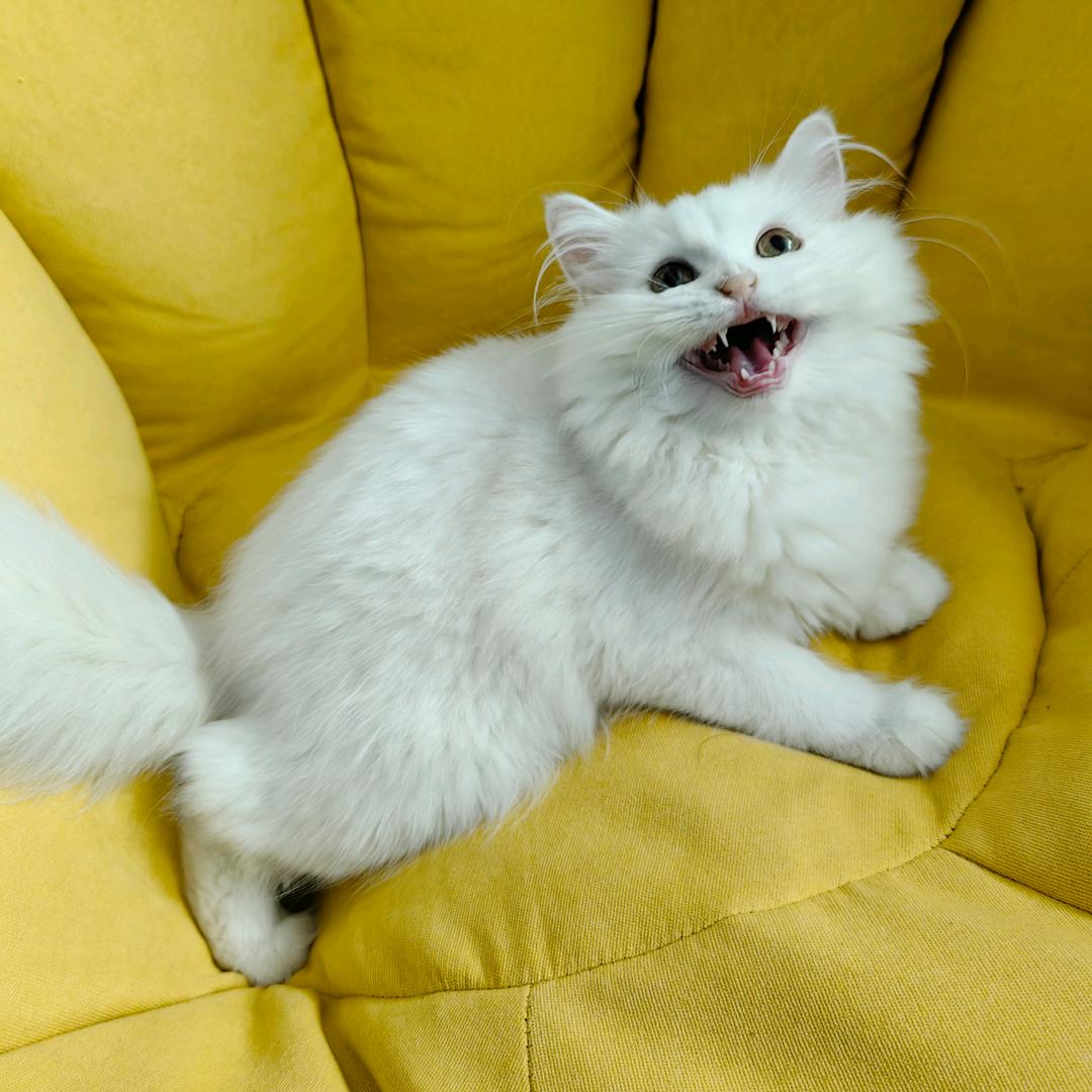 阿梓喵猫舍-小颜