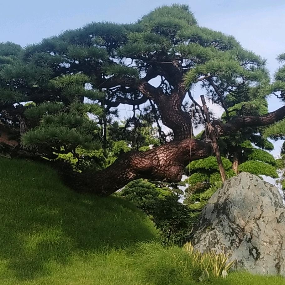 明哥