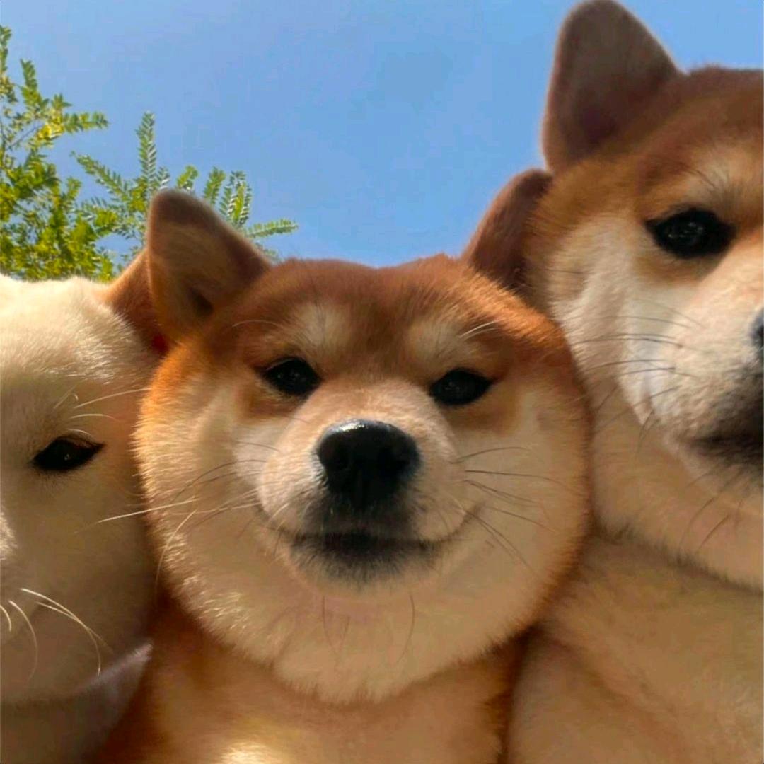 石头z