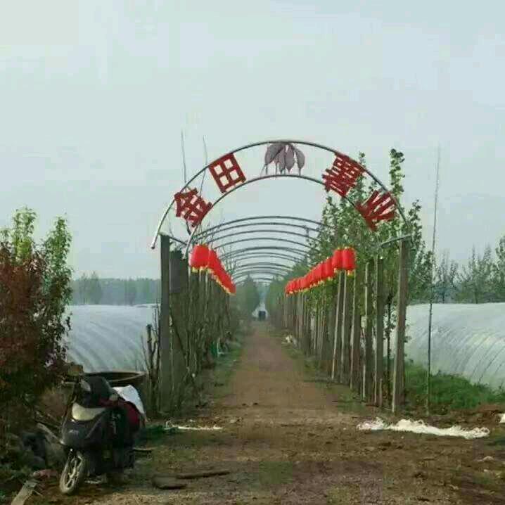 汶上县金田薯业