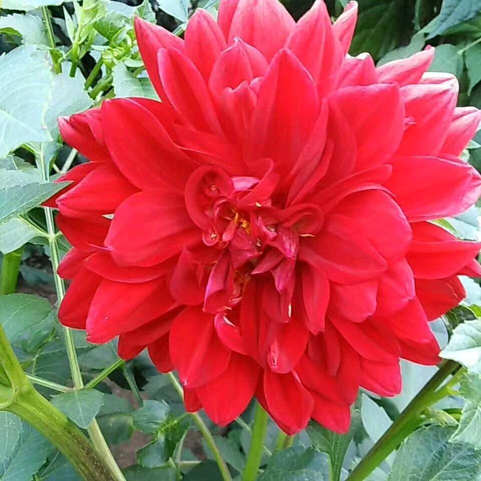 寻找真爱聊天主播