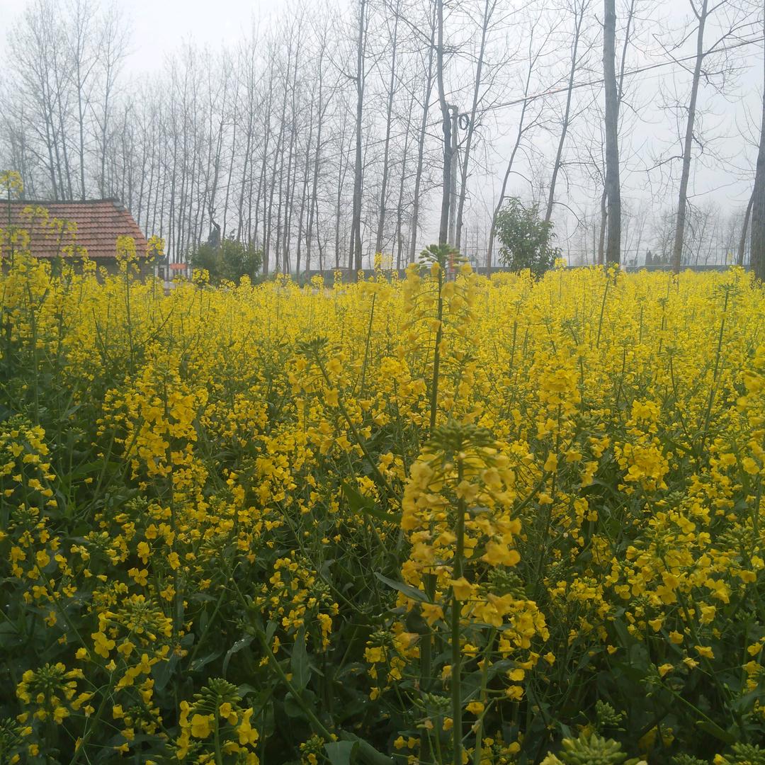 卖水果（侯哥🐒）