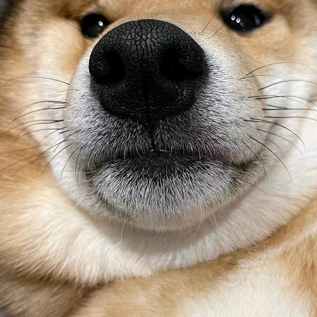 撒欢