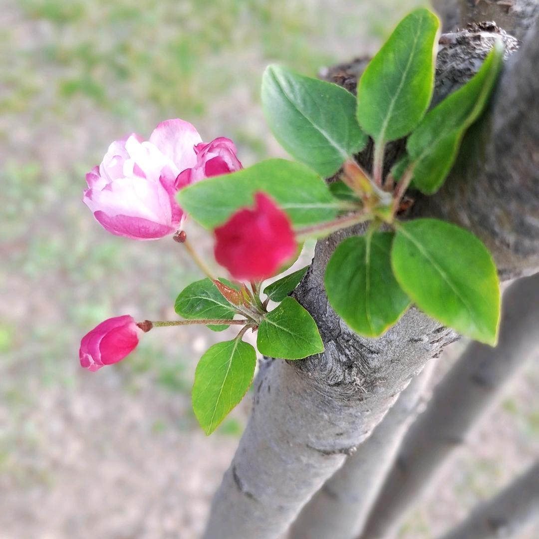 小土豆豆